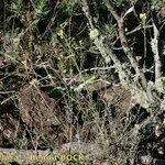 Descurainia millefolia অভ্যাস