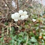 Symphoricarpos albus 果實