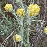 Helichrysum saxatile Flower