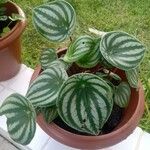 Peperomia argyreia Folha