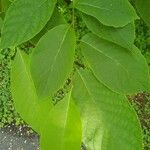 Pterostyrax hispidus Folla