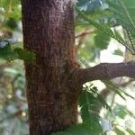 Calliandra selloi Corteccia