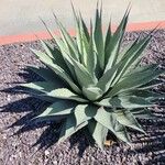 Agave havardiana 叶