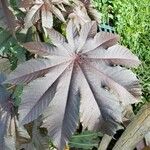 Ricinus communisLeaf