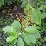 Maesa lanceolata Leaf