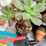 Aeonium leucoblepharum Hoja
