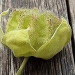 Abutilon theophrasti Frukt