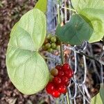 Cocculus carolinus Blad