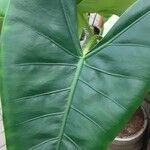 Alocasia zebrina Leaf