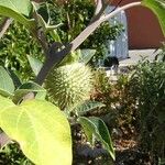 Datura wrightii Blad