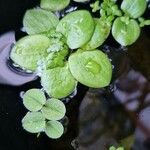 Hydrocharis laevigata Blatt