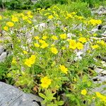 Potentilla recta Habit