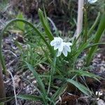 Allium triquetrum Cvet