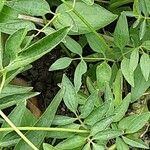 Clematis recta Likasa