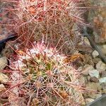 Mammillaria haageana Hábitos