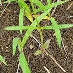 Oldenlandia lancifolia Листок