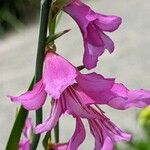 Gladiolus illyricus Цвят
