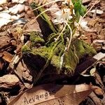 Aerangis mystacidii Blüte
