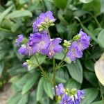 Polemonium caeruleumFloare