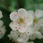 Crataegus monogyna花