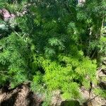 Asparagus tenuifolius Leaf