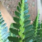 Arachniodes simplicior Leaf