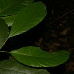 Cleidion castaneifolium Leaf