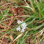 Scilla verna Flower