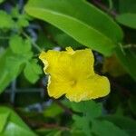 Momordica charantia Flower