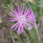 Volutaria muricata Fula