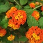 Lantana camaraफूल