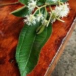 Miconia affinis Leaf