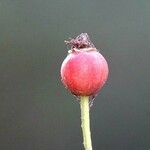 Rosa abietina Fruit