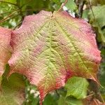 Dombeya cacuminum Leaf