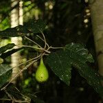Ficus leiocarpa