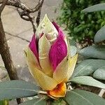 Rhododendron yakushimanum Flower