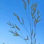 Celtica gigantea 花