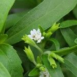Stevia rebaudiana Floare