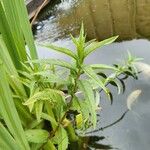 Lysimachia thyrsiflora Folla