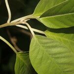 Itzaea sericea Hoja
