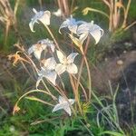 Conostomium quadrangulare Blomma