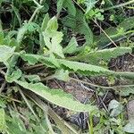 Salvia palaestina Leaf
