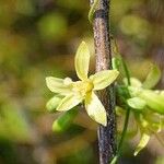 Turraea floribunda Floro