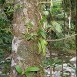 Bulbophyllum samoanum Bark
