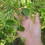 Ageratum conyzoides Leaf