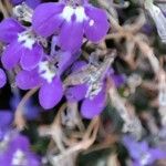 Lobelia erinusফুল