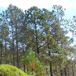 Pinus hartwegii ശീലം