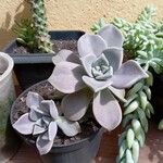 Graptopetalum paraguayense পাতা