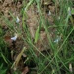 Lathyrus angulatus Blodyn