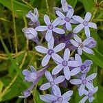 Pentanisia ouranogyne Квітка